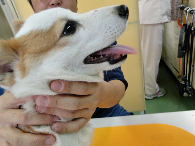 広島県呉市 石崎動物病院