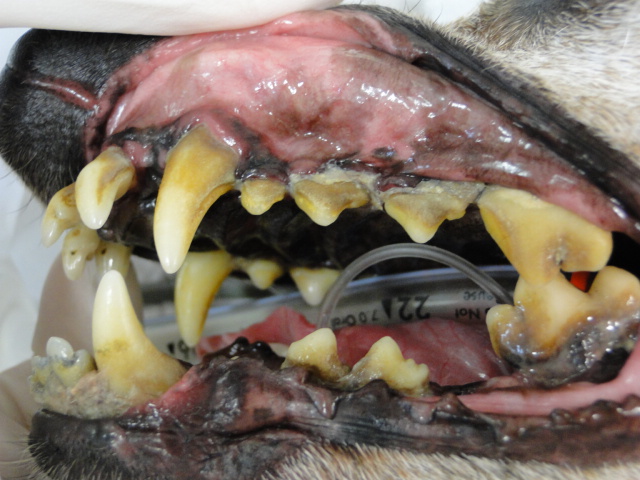 広島県呉市 石崎動物病院 いつもの犬の歯石除去