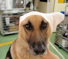 摜(220x192)Eg摜(511x447)