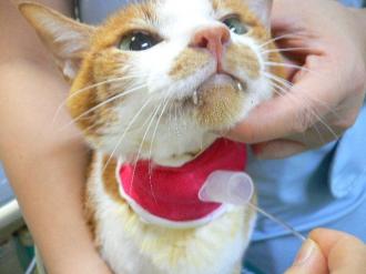 摜(330x247)Eg摜(640x480)