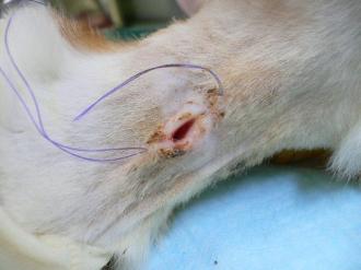 摜(330x247)Eg摜(640x480)