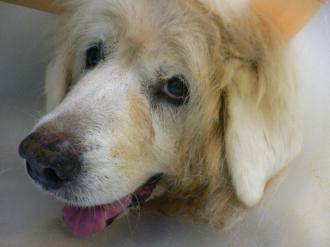 摜(330x247)Eg摜(640x480)