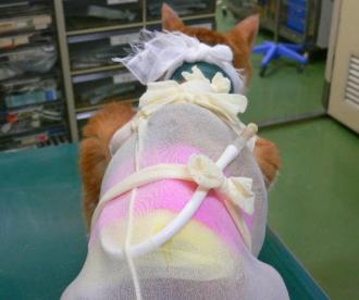 摜(330x276)Eg摜(508x426)