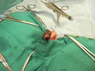 摜(330x247)Eg摜(640x480)