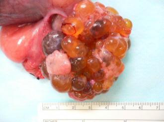 摜(330x247)Eg摜(640x480)