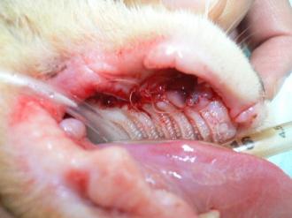 摜(330x247)Eg摜(640x480)