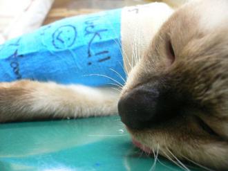 摜(330x247)Eg摜(640x480)