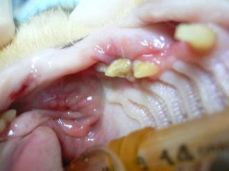 摜(330x247)Eg摜(640x480)