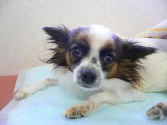 摜(330x247)Eg摜(640x480)