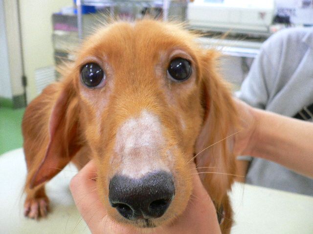 広島県呉市 石崎動物病院