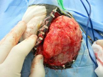 画像(330x247)・拡大画像(640x480)