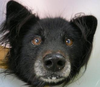 画像(330x287)・拡大画像(463x403)