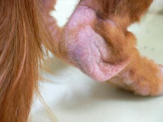 摜(330x247)Eg摜(640x480)