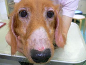 摜(330x247)Eg摜(640x480)