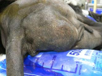 画像(330x247)・拡大画像(640x480)