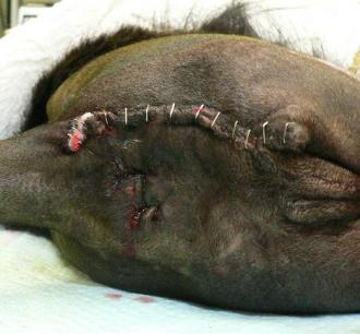 画像(330x306)・拡大画像(468x434)