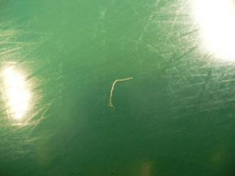 摜(330x247)Eg摜(640x480)