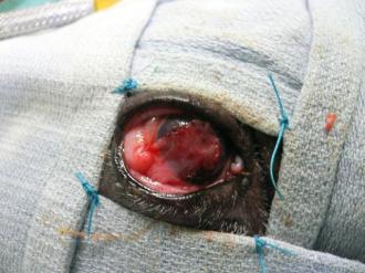 摜(330x247)Eg摜(640x480)