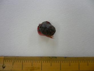 摜(330x247)Eg摜(640x480)