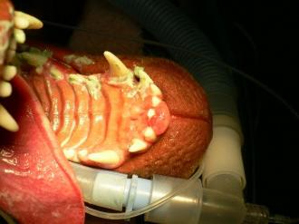 画像(330x247)・拡大画像(640x480)