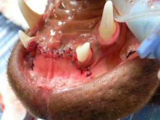 画像(330x247)・拡大画像(640x480)