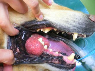 摜(330x247)Eg摜(640x480)