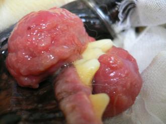 摜(330x247)Eg摜(640x480)