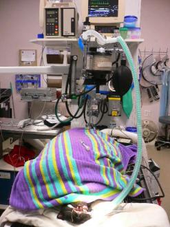 画像(247x330)・拡大画像(480x640)