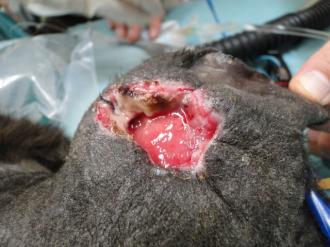 画像(330x247)・拡大画像(640x480)