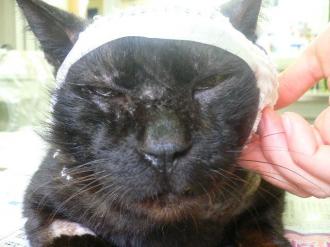 画像(330x247)・拡大画像(640x480)