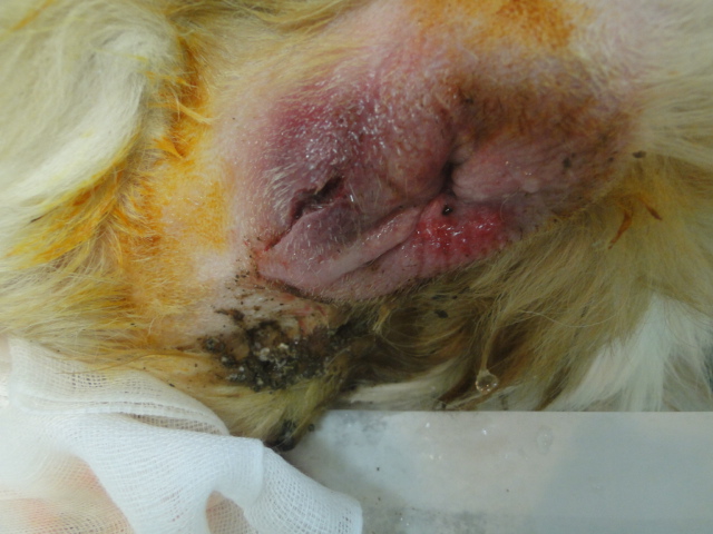 広島県呉市 石崎動物病院 犬の肛門嚢の破裂