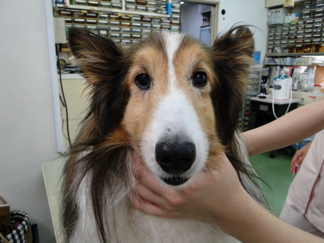 広島県呉市 石崎動物病院 犬 胆嚢粘液嚢腫