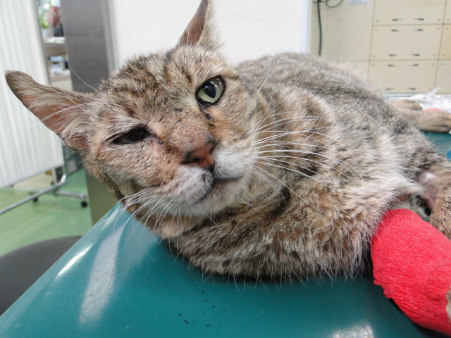 広島県呉市「石崎動物病院」 猫の糖尿病