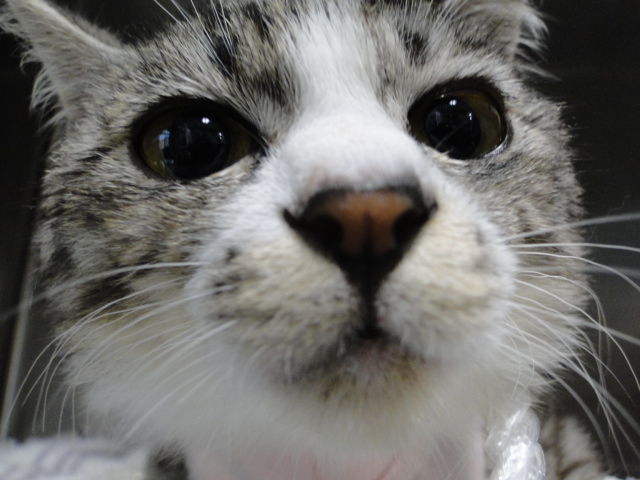 広島県呉市「石崎動物病院」