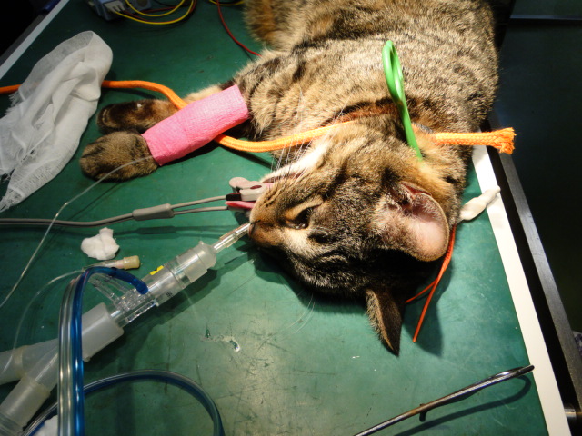 広島県呉市「石崎動物病院」