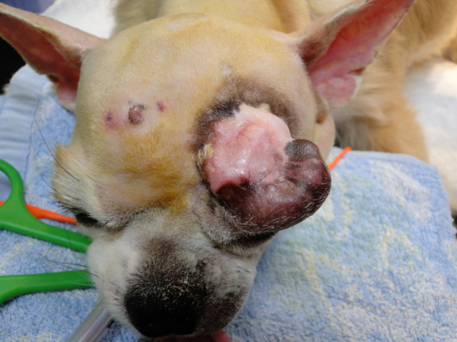 広島県呉市 石崎動物病院 犬の眼瞼上部腫瘍