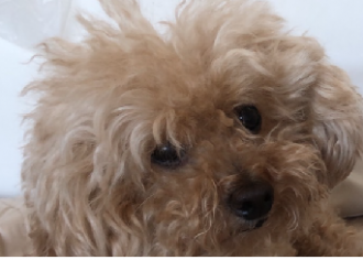 画像(330x236)・拡大画像(342x245)