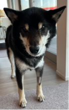 画像(138x220)・拡大画像(194x309)